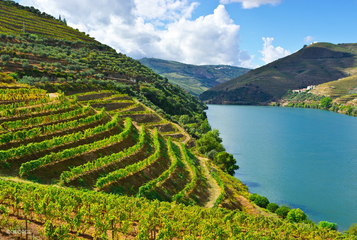 Insight_IE's tweet photo. #DYK Port Wine was born and is exclusively produced in the Douro region, one of the 14 wine regions in Portugal? https://t.co/3TDSbRmskZ