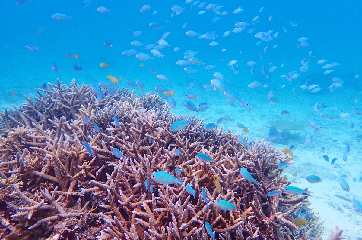 Omaturisan A Twitter 珊瑚礁と魚に癒されます 素敵っす ただ毎年綺麗な珊瑚が減ってきたような気がします 海がつながっている一つのものですから世界中の海や珊瑚について 一人ひとりが真剣に環境汚染などをどう食い止めるか考えることが珊瑚の白化現象を