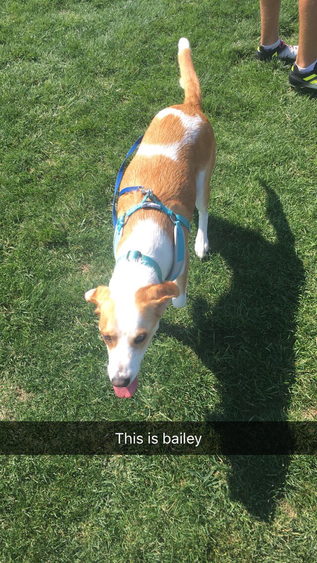 CLE_Smokestack's tweet image. Next up, this sweet girl named bailey with her tongue out #beattheheat #dogtour #fucktrump