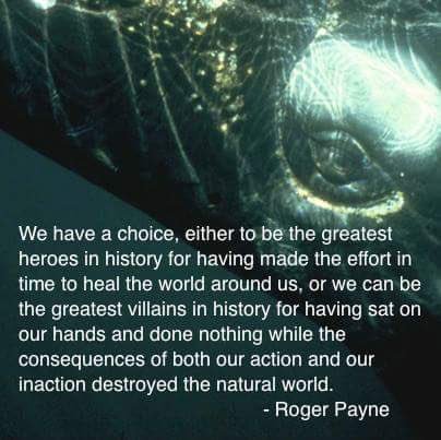 harrymvt's tweet photo. Words of wisdom from @Ocean_Alliance founder @DrRogerPayne https://t.co/hR8vEBDl9k