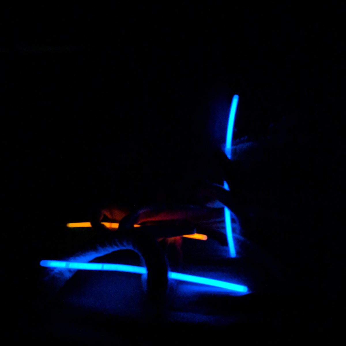 SquidMeets's tweet photo. Squid learns about glow sticks. #squidmeetsworld #GLOW #light #squid https://t.co/aTjAbwsHRc