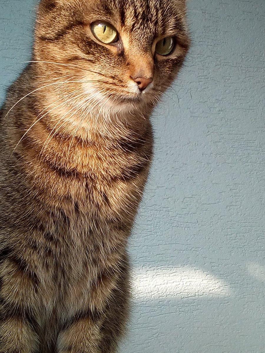 FinchenJosy's tweet photo. #catmodel #catcontent #germanysnextcatmodel https://t.co/JJKTX9OeBy