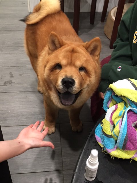 VetPronto's tweet photo. Pancake's gorgeous, smiley face needs its own emoji :) https://t.co/f2Y1fx6WCb