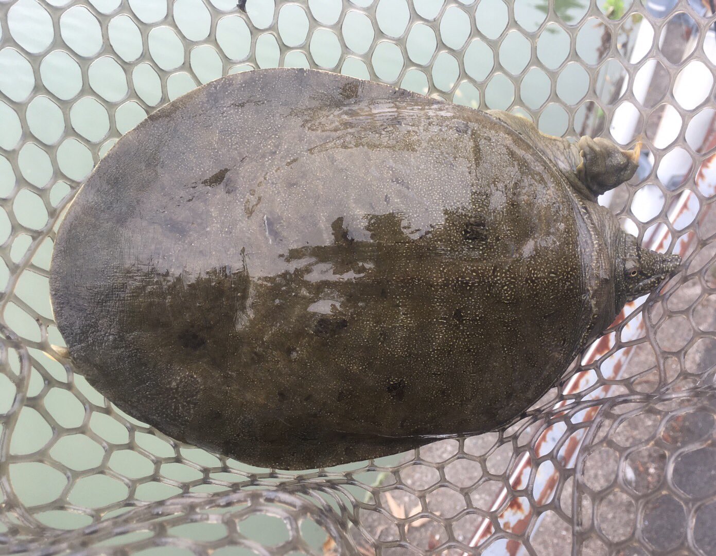 まりっぺフィッシング 今日野池で釣りしてたら 相方がクランクベイトでまさかまさかのすっぽんを釣ってた 笑 野池にもいてるもんなんやね 野池 釣り すっぽん クランクベイトで釣れた T Co Kl1cwvdydq Twitter