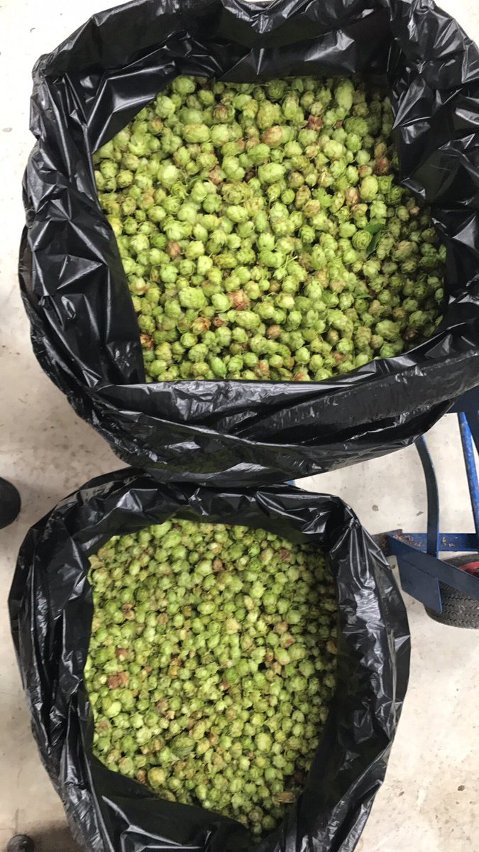 10kg of #LakeDistrict  hops grown <a href="/TheFactoryTap/">The Factory Tap</a> picked for our annual green hopped ale Swan Verdi. Available soon