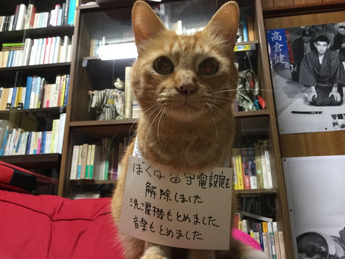 罪を犯した猫たち大集合 危ないけどかわいいから許しちゃう からっぽの炊飯器を保温 電話で110押しちゃう ヒーターの電源落とすなど Togetter