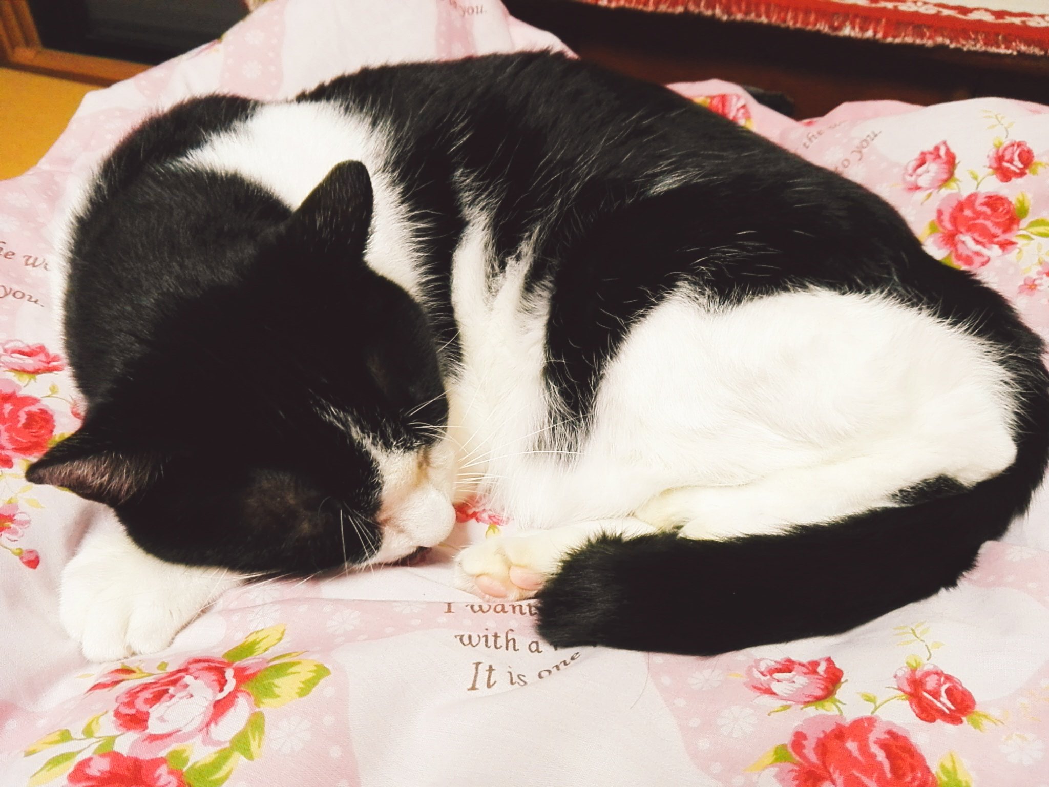 はるあん ねこってなんでこんなに可愛いのぉー はるあん ねこってなんでこんなに可愛いのぉー
