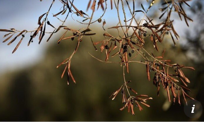 IPPC | International Plant Protection Convention tweet media
