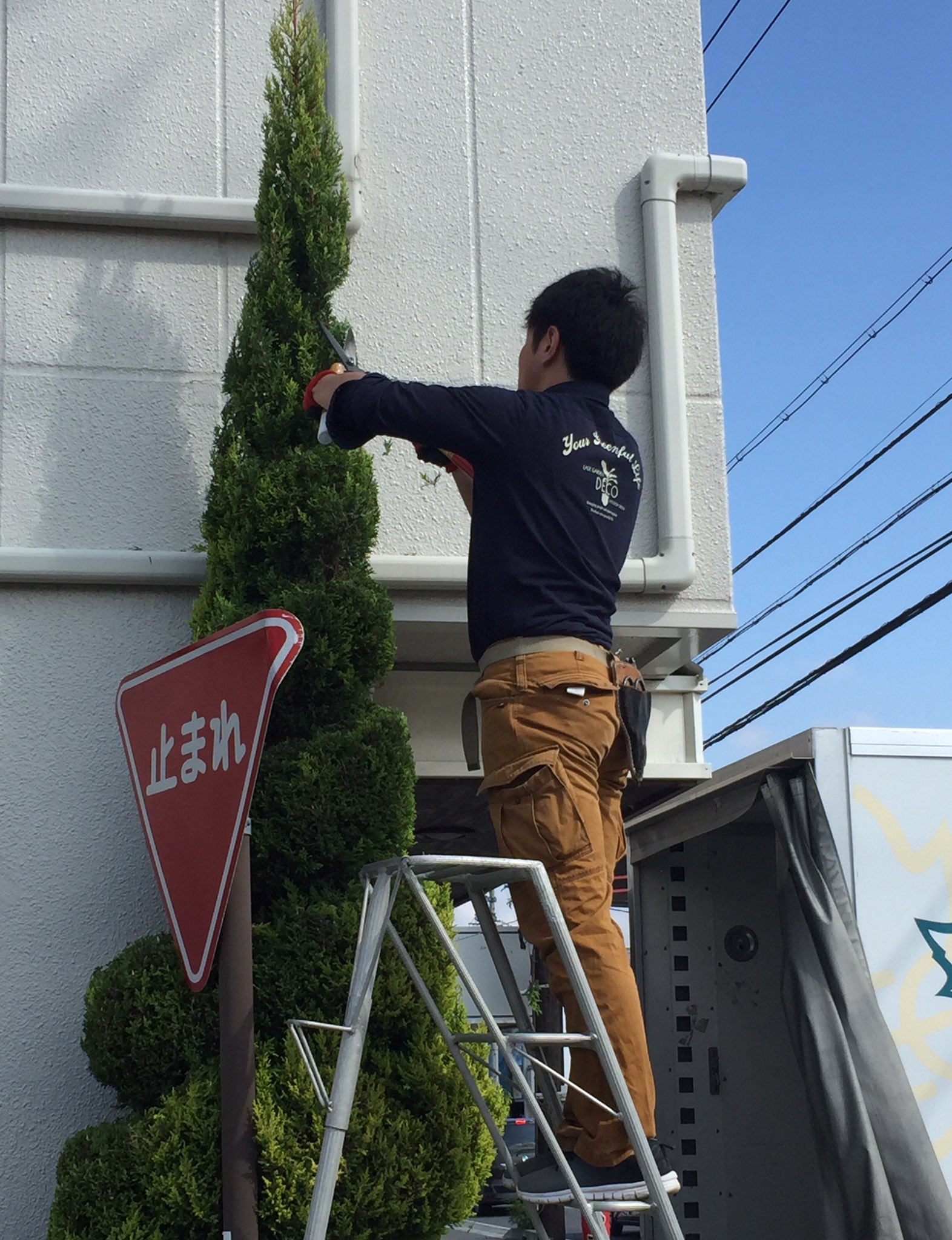Eastgarden ゴールドクレスト をラセンに刈り込む剪定作業 背の高 いスペシャルソフトクリーム仕立てに Matsumoto コニファー 剪定 ラセン 螺旋 スパイラル ゴールドクレスト ソフトクリーム T Co Xd95mktoog Twitter