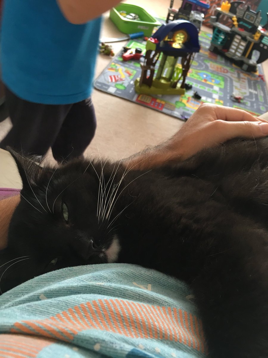 jwinchester25's tweet photo. Sunday has become rather lazy after 12km run this morning - blame the cat! #sundayrelax #chilling #planningcanwait https://t.co/jQMdQIfann