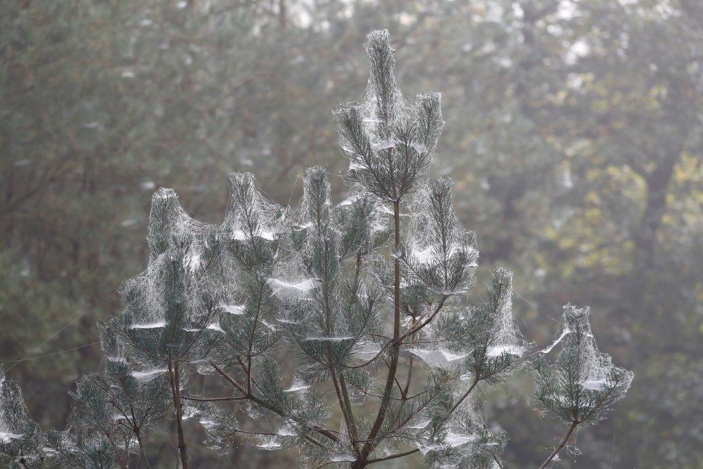 Pieter v Vollenhoven tweet media