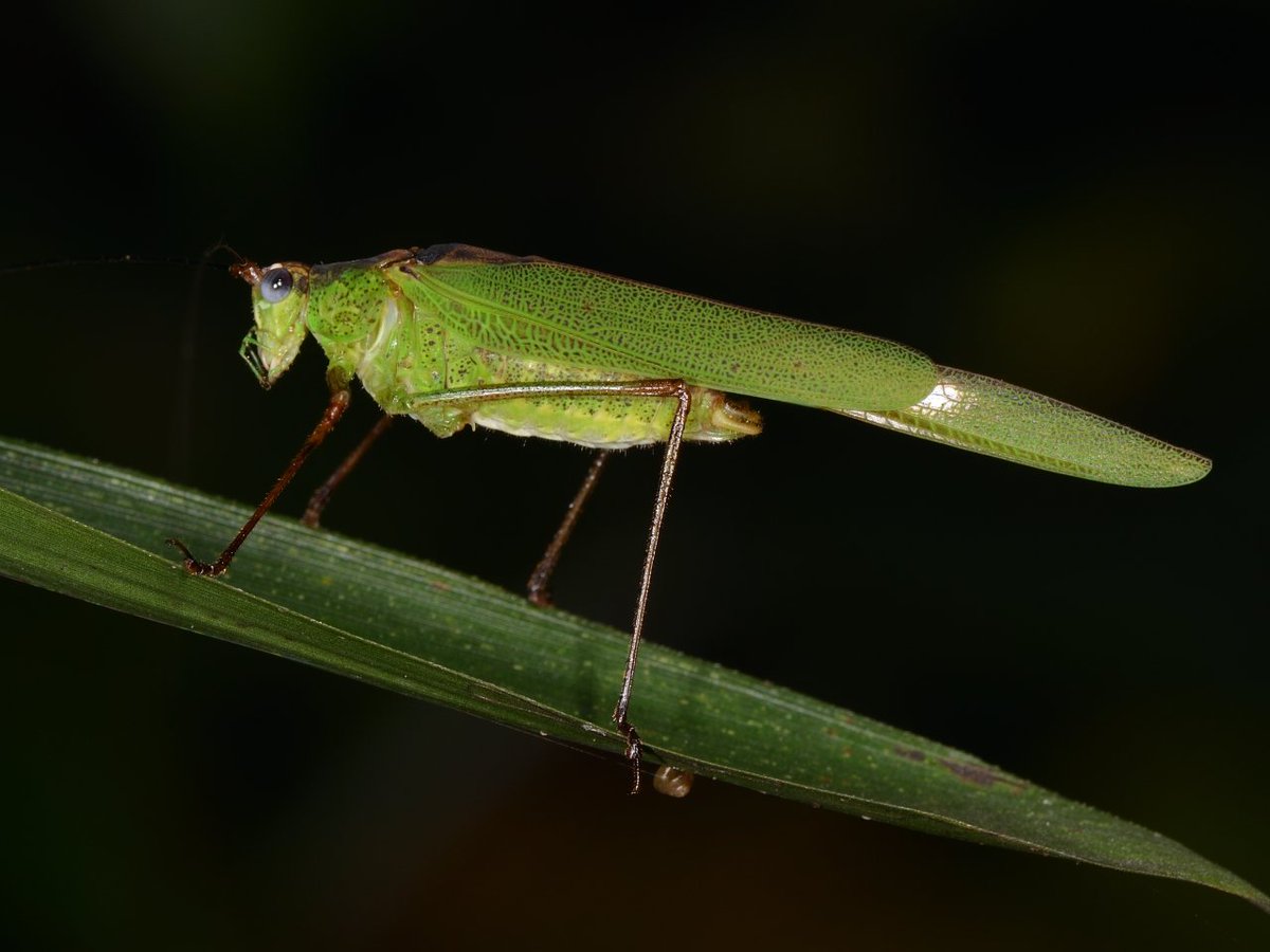 sabikikori5's tweet photo. #アシグロツユムシ。
薄い菫色の複眼に惹かれる。
#Phaneroptera nigroantennata, #Phaneropteridae, #Orthoptera https://t.co/616GGha6xQ