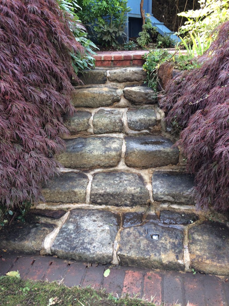 A clean up of these natural stone steps really makes the colour of these Acer pop! 😃