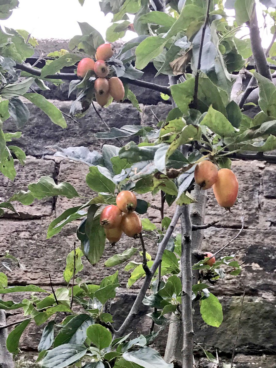 Justlovefood's tweet photo. Very sweet and sharp elongated small apples , what variety are they? #urbanapples #leith #apples https://t.co/bL5Qz24Rku