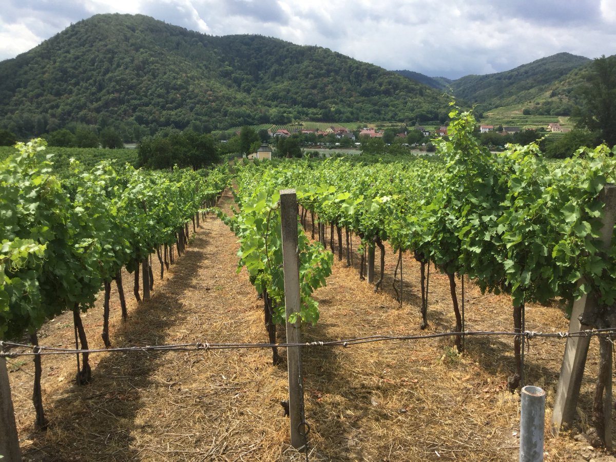 muladhara's tweet photo. @mitchellyoung19 @MacCocktail @pietrosd @nineov @WineBite @valeriew272 @Specmonkey @winewankers @lebonvinfr @DanielBrasilia @BibendaAssisi @CHARLIEWINES @TrustinRam @nicottorres1 @Oberreimer @boozychef @luribea68 @saranstm @vinoprincess @transper2009 @thewinetattoo @frangaetani @DemiCassiani @DKCooper2 @IlknurSahbaz @rieeir0530 @infoSakeMarkt @champodelux @FinValko @frankstero @GRosadiroma82 @Chetanshrimal @LewisY1993 @Barococo_DD @vashtiroebuck1 @JMiquelWine @DominiqueHornig @MalenaKayo @solena @Olgui_G @damewine #Duernstein,Austria:Apricot galore:@vinoprincess @valeriew272 @luribea68 @rieeir0530 @pietrosd @Oberreimer @damewine @jimofayr @transper2009 https://t.co/AGNkpp09Vz