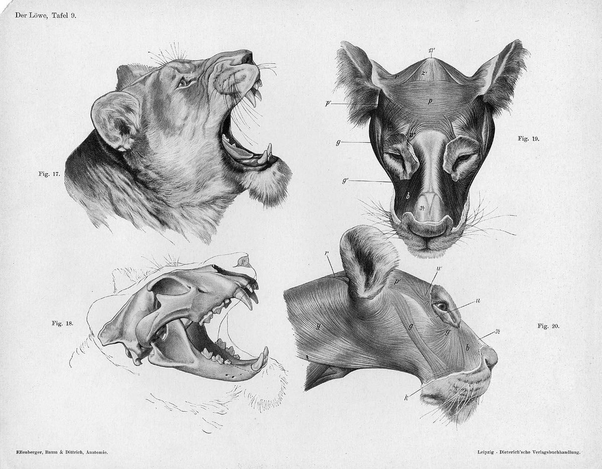#PaintingColleg 
"Handbuch der Anatomie der Tiere für Künstler" 