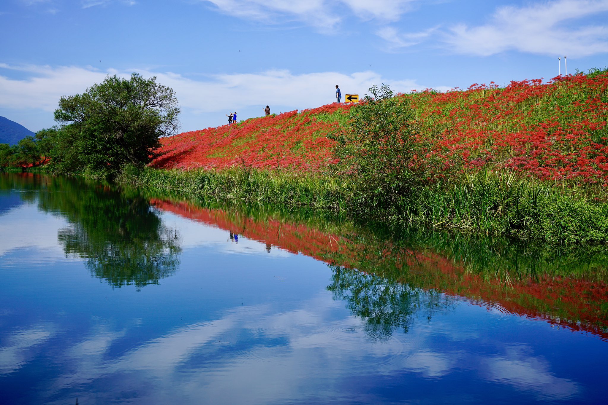 Taisuke Oyanagi 津屋川堤防の彼岸花 津屋川 彼岸花 T Co M52ppk6y0m Twitter