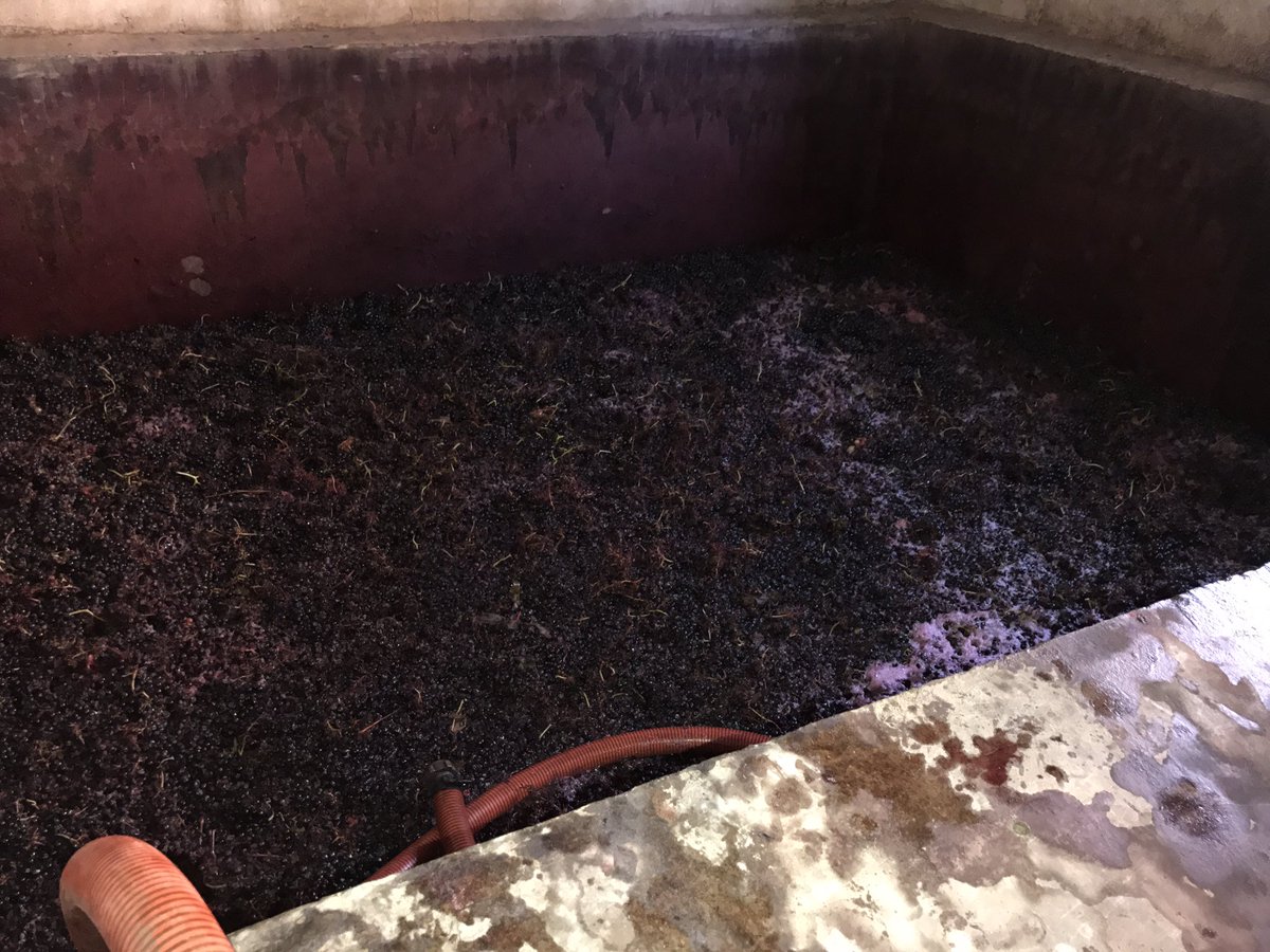 vinosconsolera's tweet photo. Queremos agradecer a Bodega El Otero, #Labastida por permitirnos ser partícipes de su #vendimia! #Aimarez #maceracioncarbonica #riojaalavesa https://t.co/K81iY656Ow