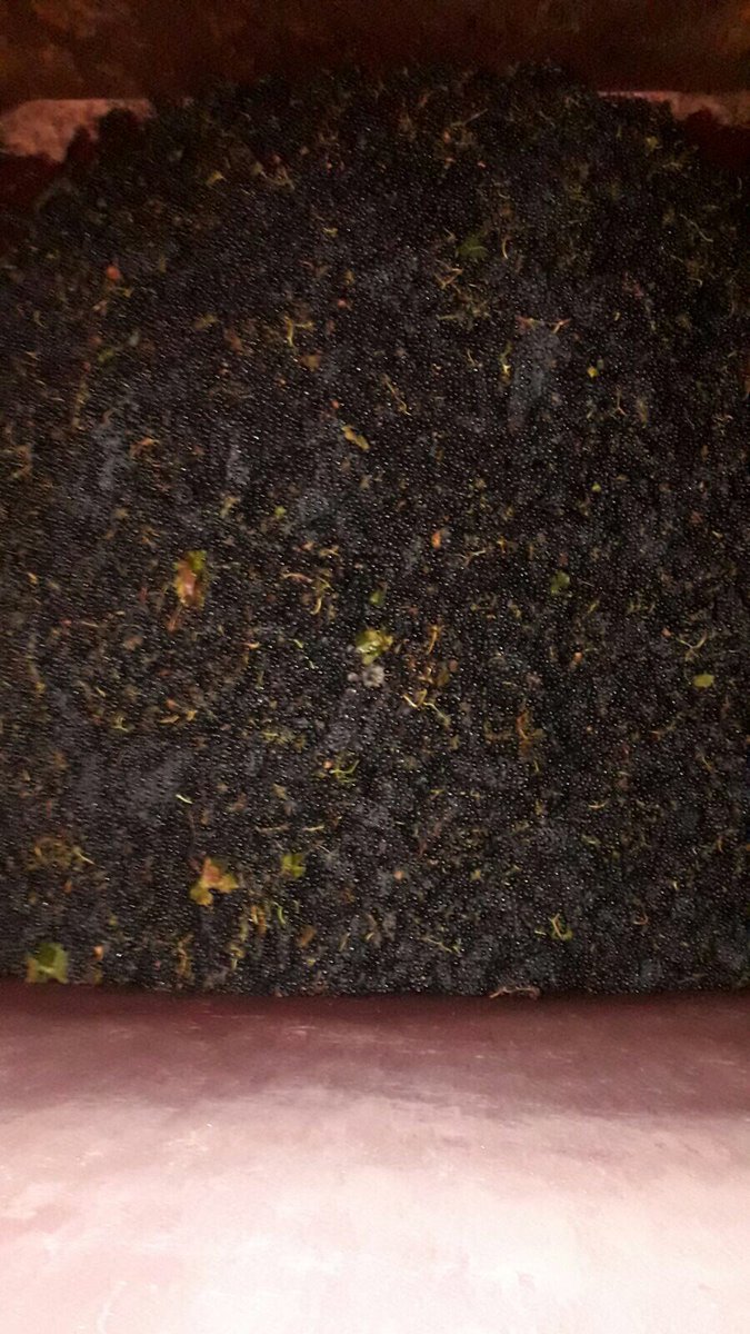 vinosconsolera's tweet photo. Queremos agradecer a Bodega El Otero, #Labastida por permitirnos ser partícipes de su #vendimia! #Aimarez #maceracioncarbonica #riojaalavesa https://t.co/K81iY656Ow
