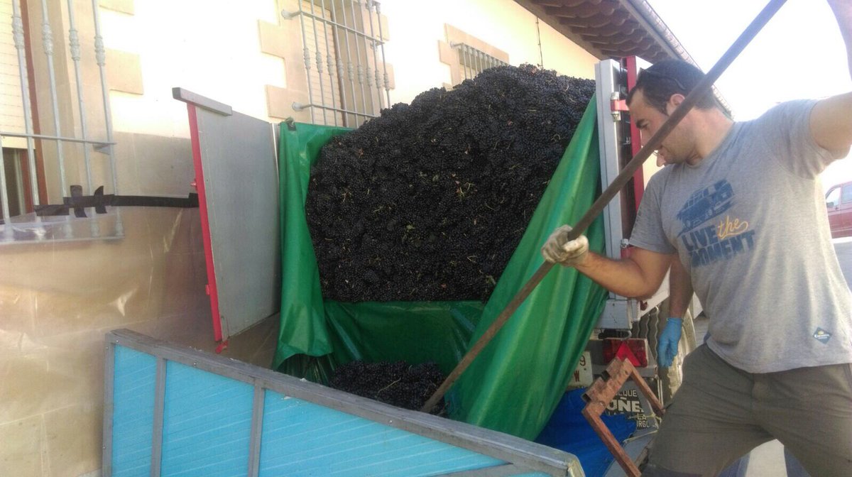 vinosconsolera's tweet photo. Queremos agradecer a Bodega El Otero, #Labastida por permitirnos ser partícipes de su #vendimia! #Aimarez #maceracioncarbonica #riojaalavesa https://t.co/K81iY656Ow