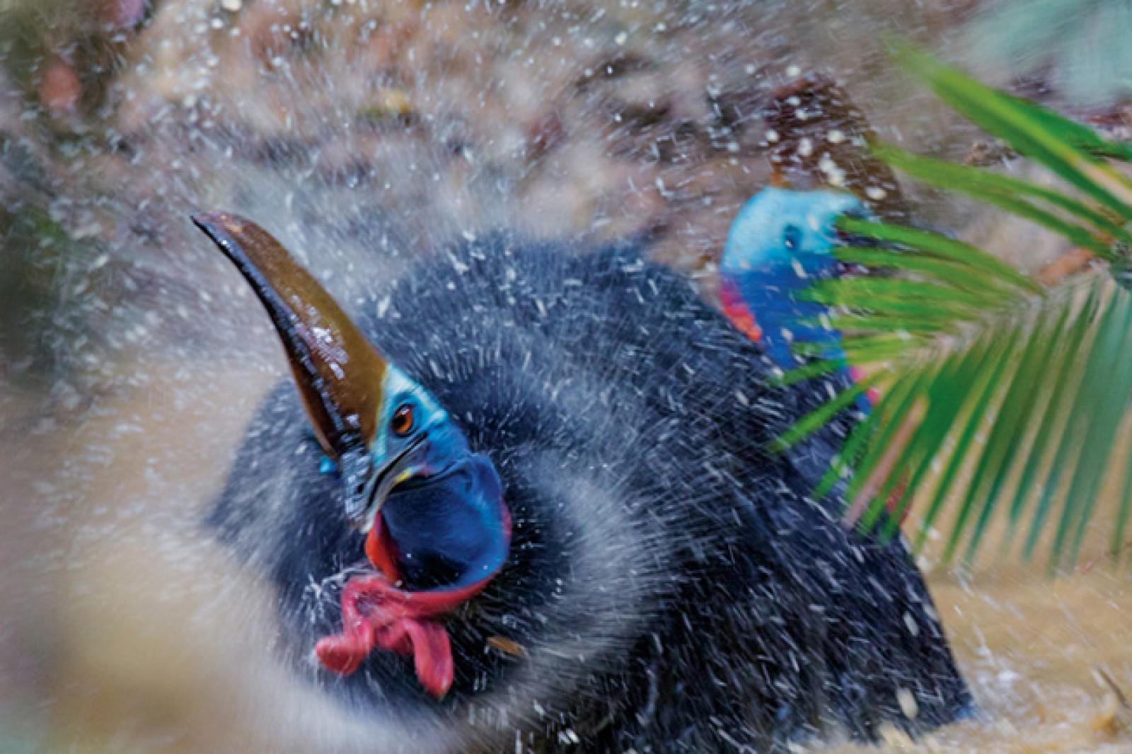 秘密にしておきたかった生き物 ヒクイドリ ギネスブックで世界一危険な鳥として 登録された事のある鳥 時速50kmで走れるという 驚異の脚力を持ち 馬などの動物を一撃で倒すほどの キック力を誇るそうです