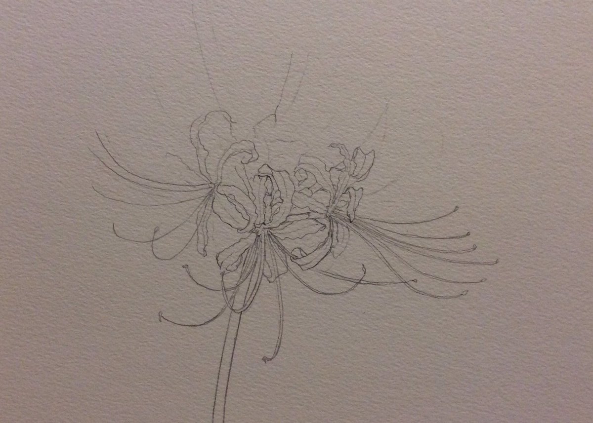 さっさん Sur Twitter 植物画とマンガイラストと風景画の同時進行中 彼岸花と風景画はやはり時間がかかります 特に彼岸花 初めて描いたけど 花弁やら雄しべ雌しべやら あっちゃこっちゃ絡みあってねじれて 描いている途中で何がなんやらわからなくなりましたw