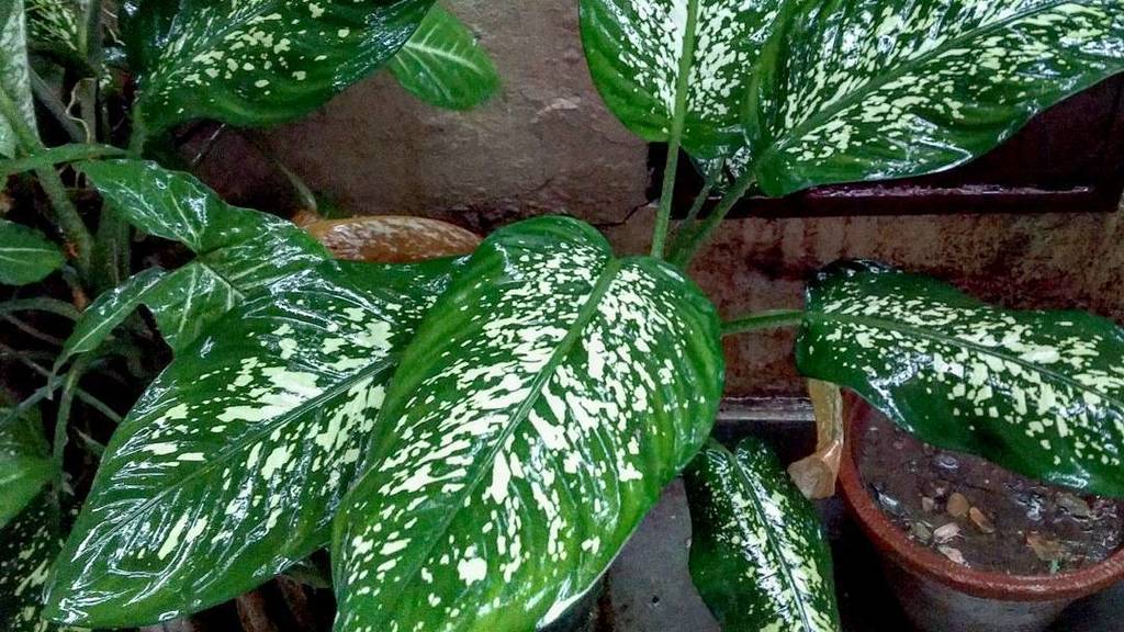 harameco's tweet photo. Monsoon and motifs.
.
.
.
.
.
#urbangreenery #plantstagram #botanical #botanicalstyling #greenery #urbanjungleblog… https://t.co/yEtJhyjUWU https://t.co/0tOYcm861s