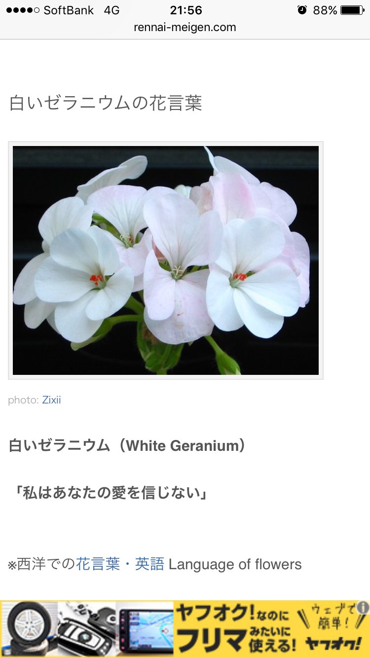 تويتر カメリ على تويتر シンシャの部屋の花が白いゼラニウムらしいので花言葉を調べたらしんどい３５９７ T Co J5hfyv6jfg