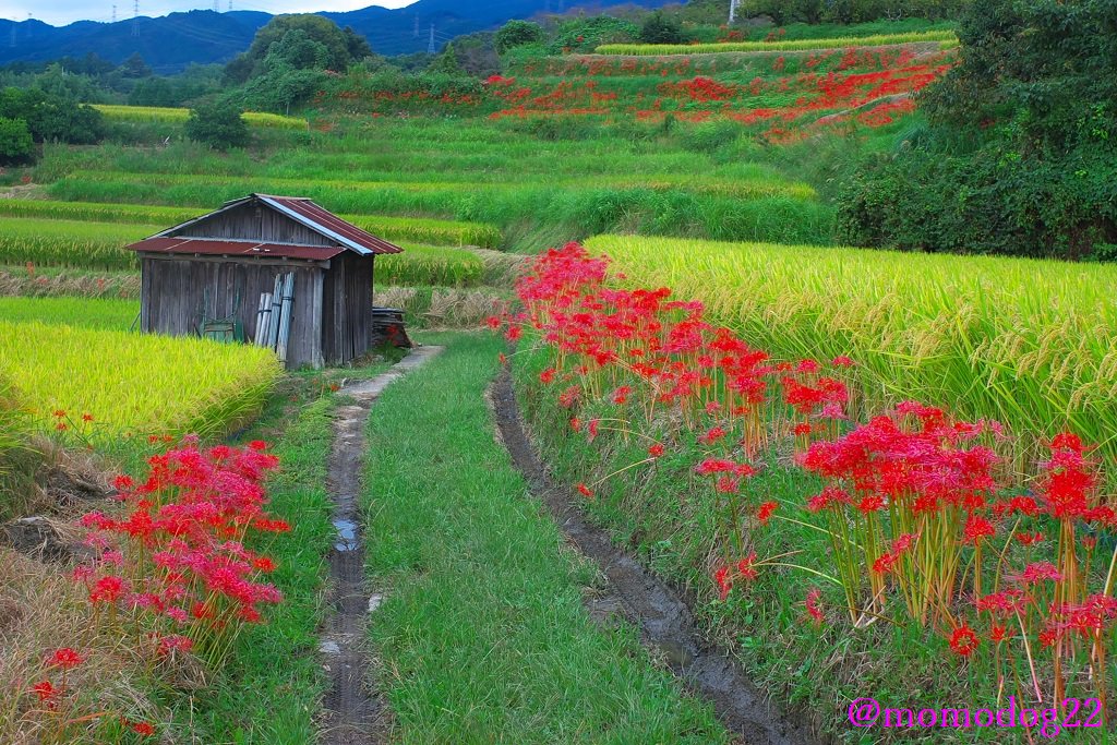 Twitter 上的 もも 田んぼの畦道に彼岸花が植えられるのは 球根の毒を嫌うモグラやネズミなどの小動物除けとされているが 以前は美しく畦道を彩っていたのが最近はイノシシ除けの電気柵に変わってしまい こうした風景も少なくなってきた 06年9月撮影他