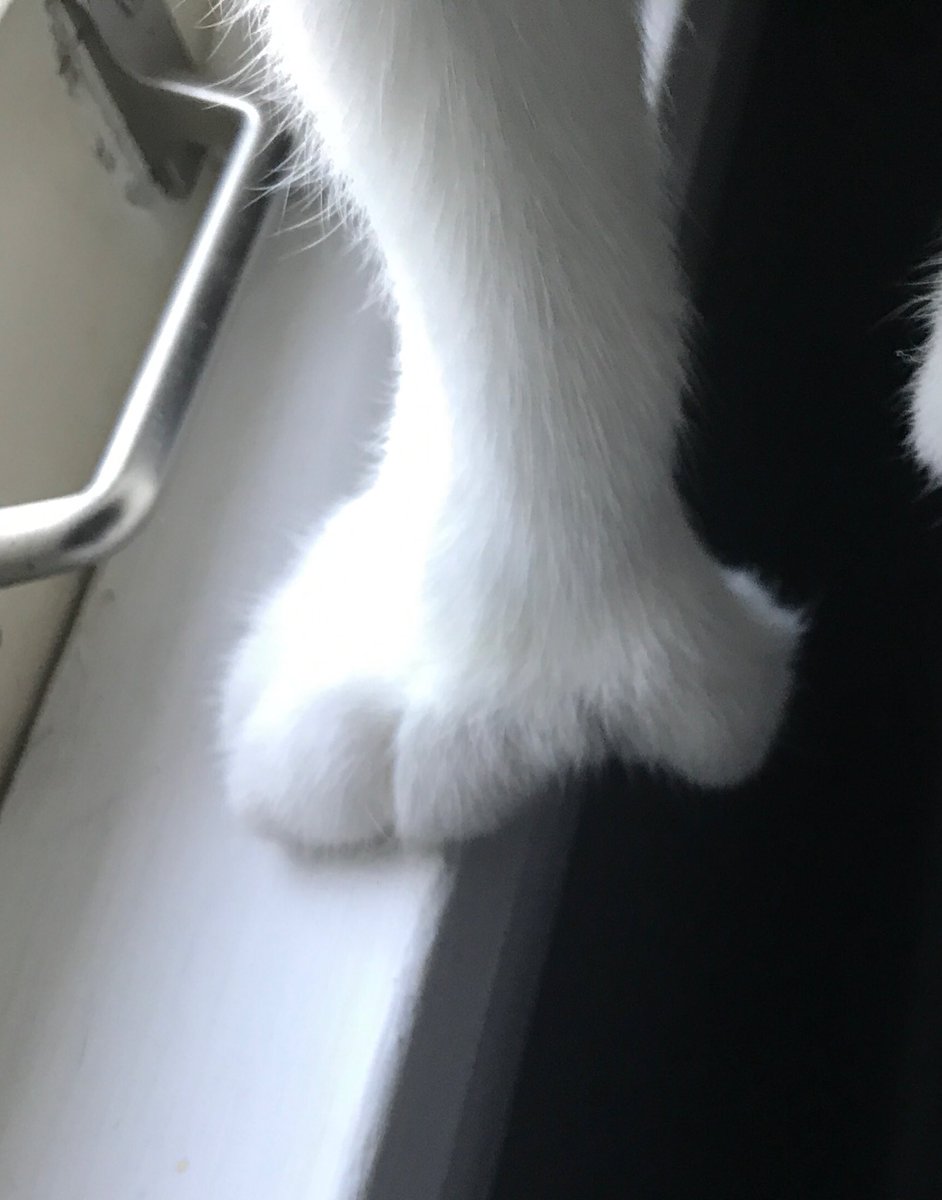 AbbyEden's tweet photo. How our #HemingwayCat holds on. #opposablethumb https://t.co/ghfTqD1gMo