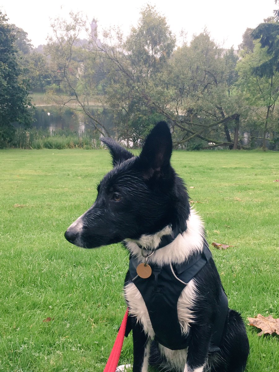 It's not a walk around @StirUni if you don't get a few #lakepics 📸🐶 #honorarygraduate #Breagha