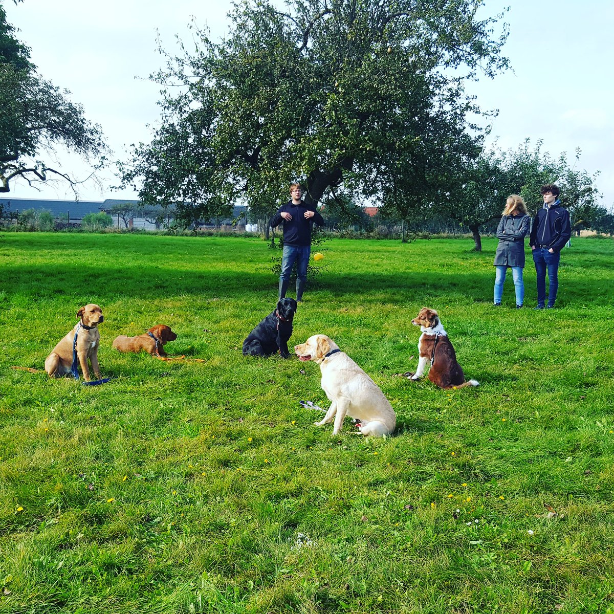 WZHundezentrum's tweet photo. Das heutige Gruppentraining bei uns.
#assistenzhund #labrador #servicehund #hund #aussie #wzhundezentrum #therapiehund #hundetraining #dog https://t.co/OAH4F6S9ll