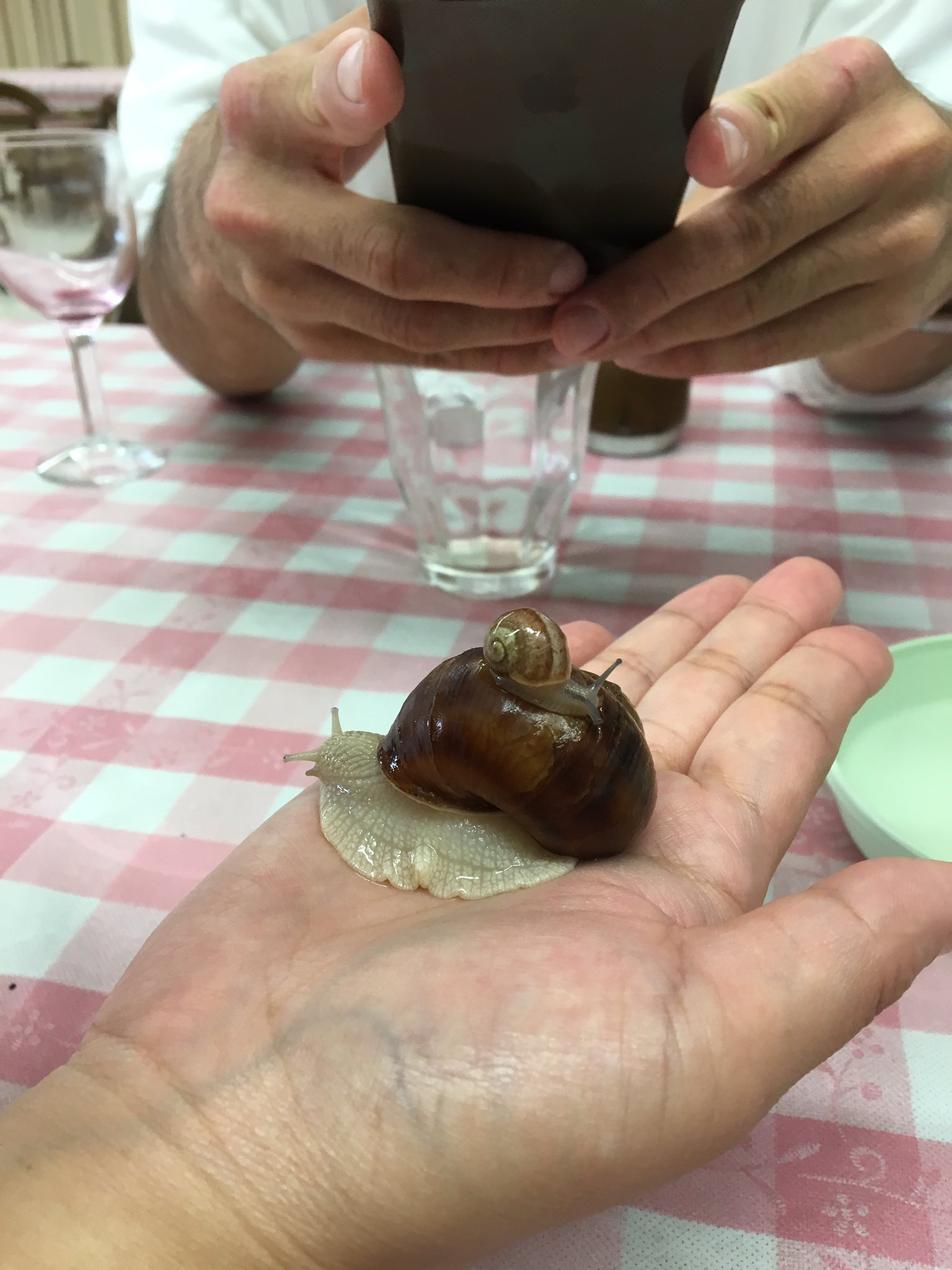 カレー味 なので サイゼで出てくるようなものは本物ではないとのこと 食後に見せてもらったエスカルゴは身が白く大きく エスカルゴ カタツムリという思い込みが崩れるような見た目でした なによりかわいい ちなみにエスカルゴのヌルヌルは肌に良い