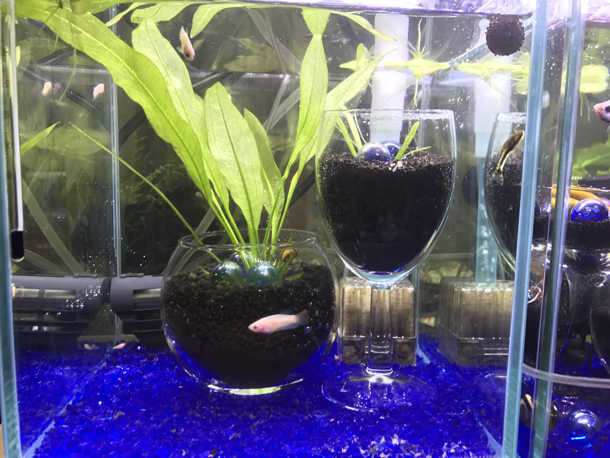 ときぼん 鞠鯖カピリス Sur Twitter リビングの片付け まだ終わってない Orz とベタ水槽リセット完了 O 思ったより スポンジフィルターがでかくてうるさい やっぱロカボーイ ミニ に変えようかな W ｳｰﾝ そしてオーバルの中はアベさん アベさん用の