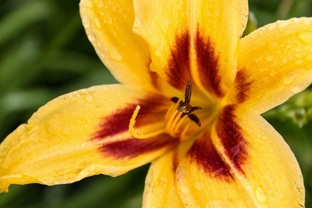 #floral #flower #FLOWERFLOWER #botanical #botanic #follow #photography #nature #photooftheday