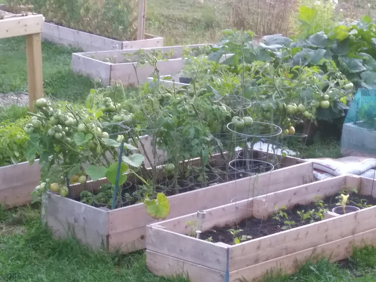 Tomatoes are still going. #homestead #fall #newbrunswick #summerdontgo #gardening #Tomato