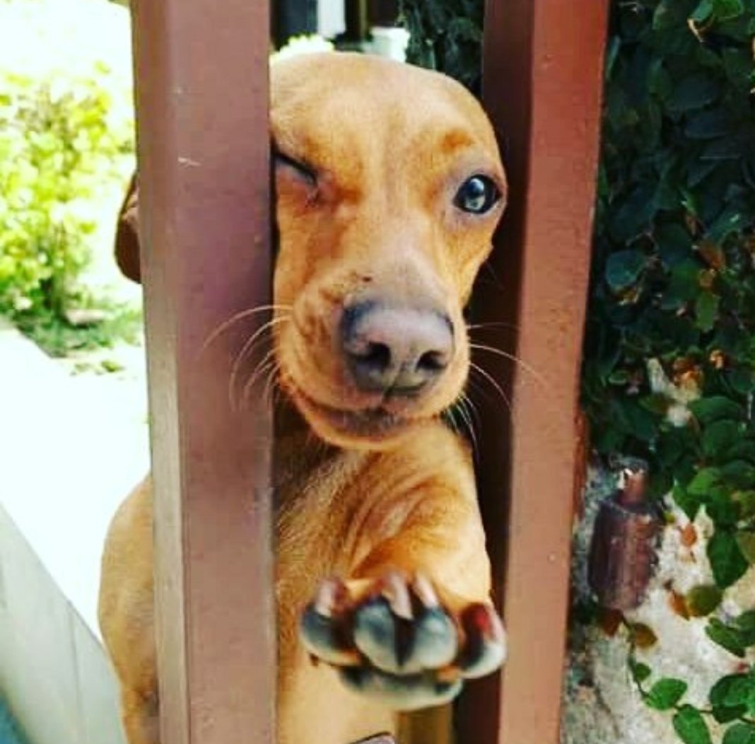 tentando entrar no seu coração
#DomingoDetremuraSDV