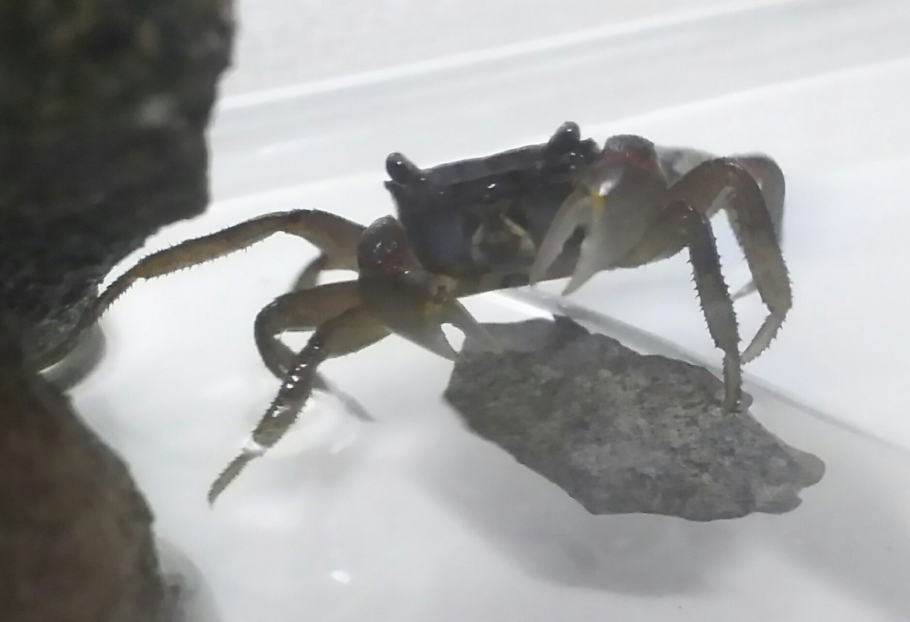 蒼月 六花 Mhrプレイ中 会社でカニを保護して約２ヶ月 淡水で生きることは分かっても未だに種類が分からない カニ 川ガニ T Co 2ivaiulh0r Twitter