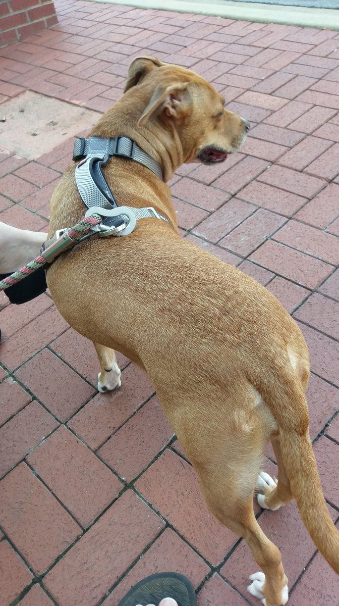 sertl's tweet image. @maggie_ertl happy game day kid. #hopesolo the dog is ready! #astatesoccer 🐺👍