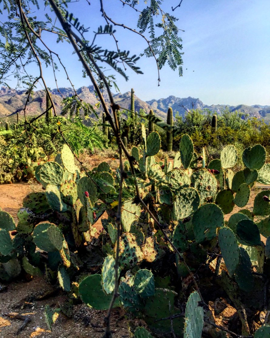totallytucson's tweet photo. Happy Sunday, #Tucson! 86 and sunny today! 57 now. Zipiayyyy! We're in the zone! Weather awesome. #Hiking @SaguaroNPS this morning. #sunfun https://t.co/ezdxdlsPcK