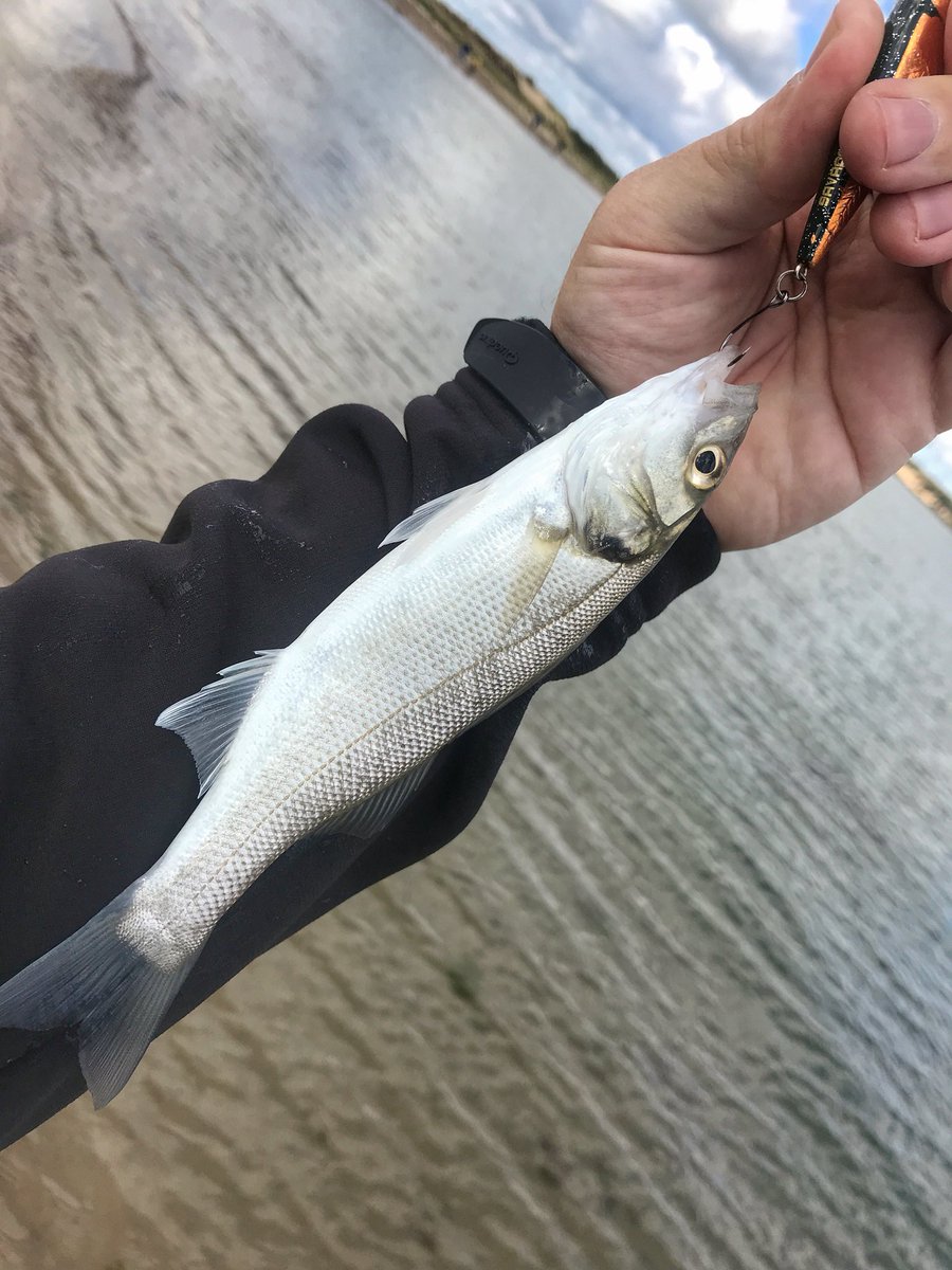worldangling_'s tweet photo. It is only a tiny little schoolie, but it’s my 50th lure caught bass this year which I’m pleased with living over 3hrs from any bass marks! https://t.co/ZuWyl1N9eV