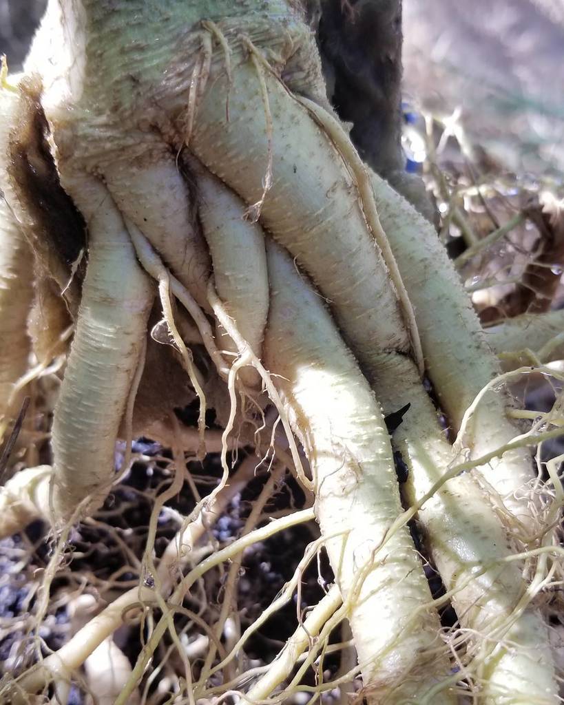 DukeofErb's tweet photo. The roots almost braided themselves. Neato.
#fullorganic #sungrown
#dukeoferb #dukeoferbseeds #dukeoferbsrains #dukeoferbcultivars
#knowyo… https://t.co/G14UQS0dsp