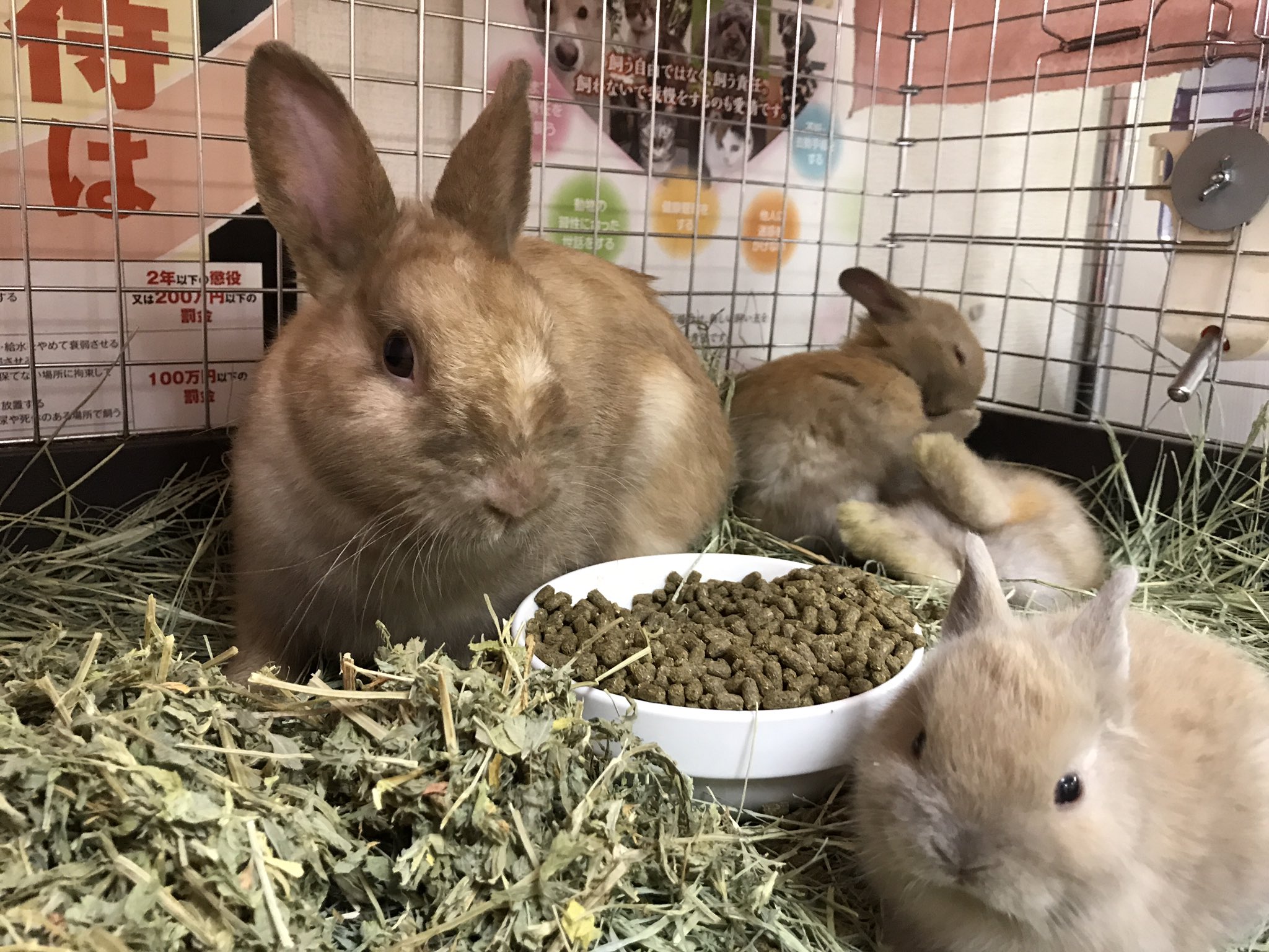 飼う責任 Twitter Search Twitter