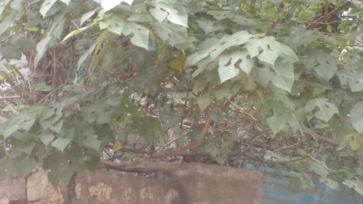 ahannahstory's tweet image. @ashleaflondon I need help ID-ing what tree these prettily shaped leaves belong to... Apologize for the sad quality of the picture 🙁