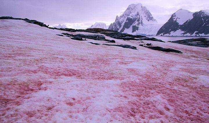 InfoMyT's tweet photo. La "nieve sangrienta o sandía" será común por el calentamiento global debido a las algas Chlamydomonas nivalis que proliferan al deshielo. https://t.co/8DaWWh9y2E