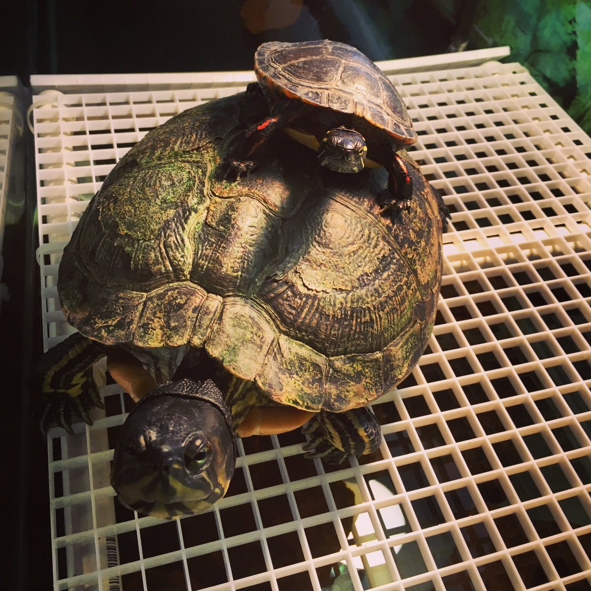 Turtle stack! Baby painted turtle riding Rocksie our yellow-bellied slider #sillysunday #turtles #iliketurtles <a href="/FtnRockParkNC/">Fountain Rock Nature</a>