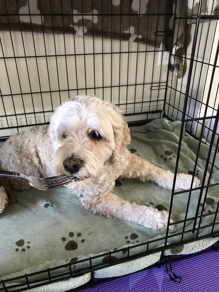 MayatheCockapoo's tweet image. Nothing like getting fed vanilla cake in a crate!