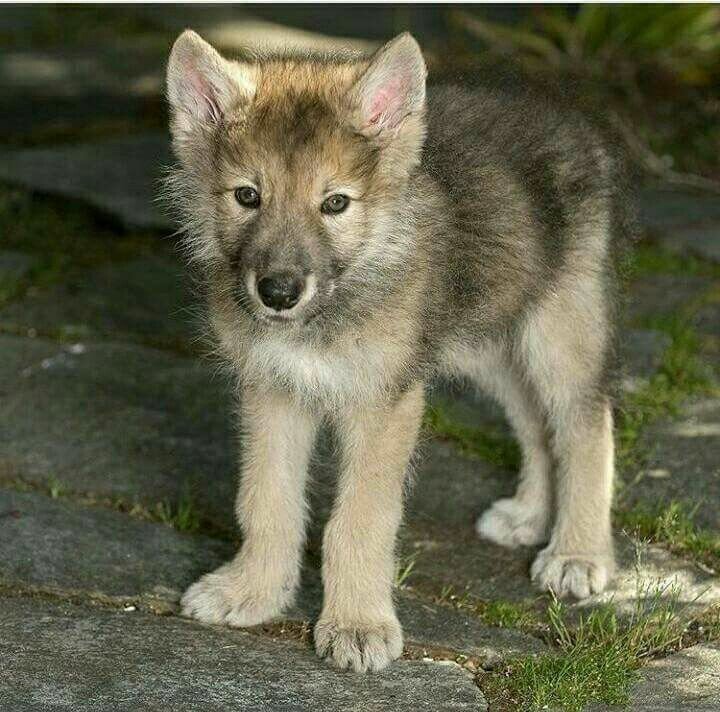 evelyn_m_k's tweet photo. Good Afternoon Pack @mikakiwanini @Nokomaq @DianeRedelinghu @Iha_Skuye @nkDarkDrgmailc1 @artemissamsara4 @GichiGumee #Istand4Wolves β€π https://t.co/HYFkB6oq2H