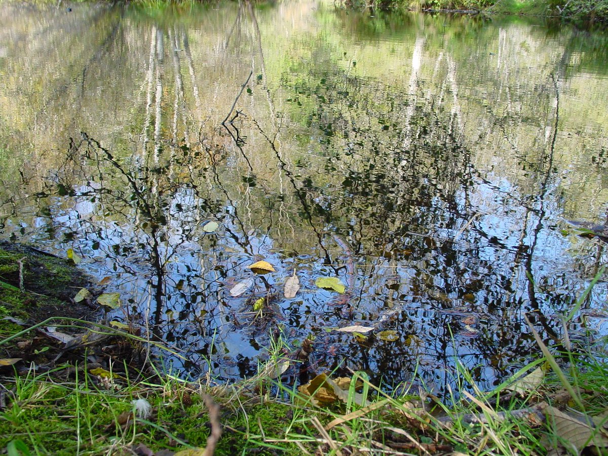 Haiku for September: Cold Front
Cloud threads cross on blue.
Red leaves whirl, in turbulence.
It will be cold soon.