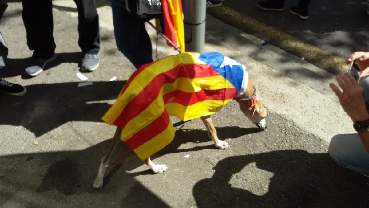 pambtomaquet14's tweet photo. Quan tractem de ensumar la #democracia española
#catalunnya #1o #NoNosCallaran #20s #11s #1O #independencia #piolin #cartel #cruzero
#pp https://t.co/BAgF5TsdTR